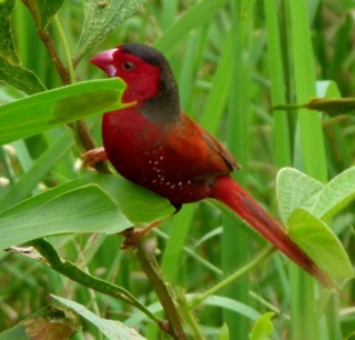 Crimson Finch near Darwin